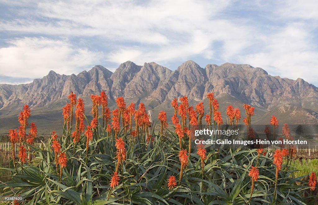Aloe's flowering in the Breede River Valley