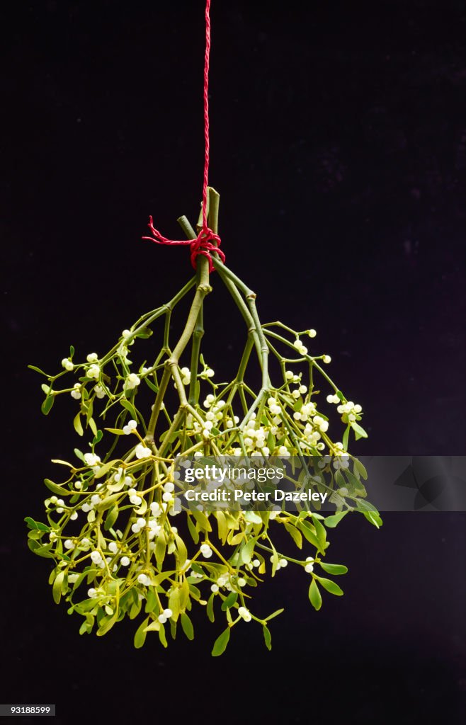 Christmas Mistletoe On Red String High-Res Stock Photo - Getty Images