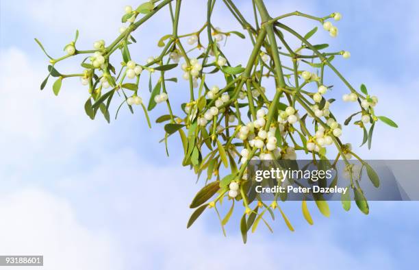 mistletoe on tree against blue sky. - mistletoe hanging stock pictures, royalty-free photos & images
