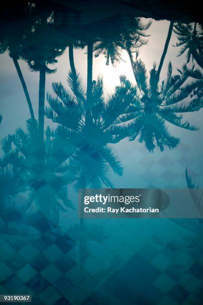 palm tree reflection - pool reflection stock pictures, royalty-free photos & images