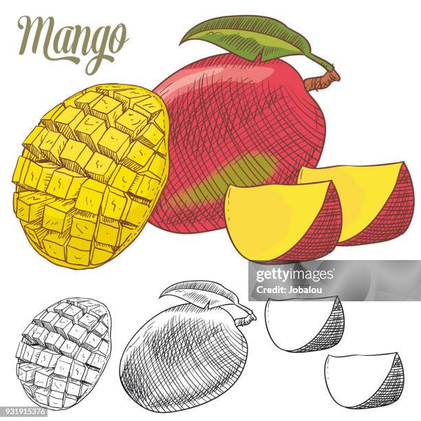 illustrations, cliparts, dessins animés et icônes de mangue doodle coloré - fruit exotique