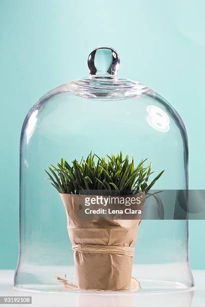 wheatgrass wrapped in butcher paper under a bell jar - bell jar stockfoto's en -beelden