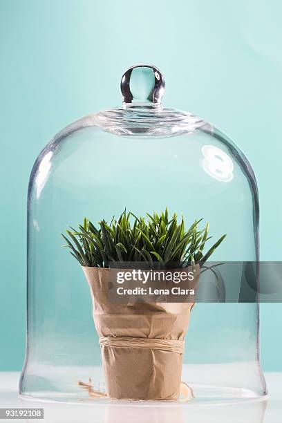 wheatgrass wrapped in butcher paper under a bell jar - butcher paper stock pictures, royalty-free photos & images