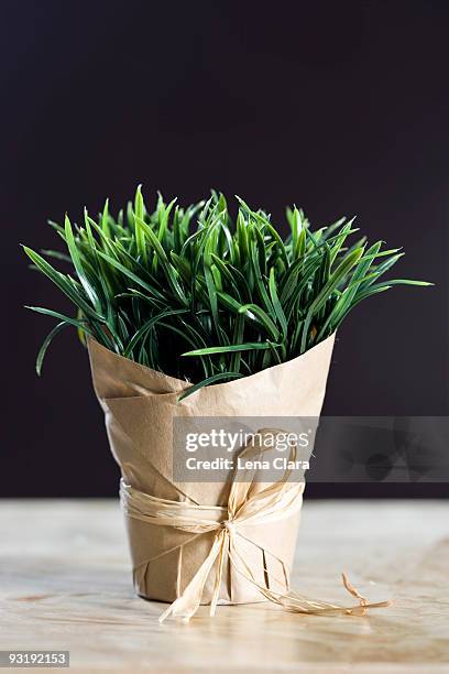 wheatgrass wrapped in butcher paper - butcher paper stock pictures, royalty-free photos & images