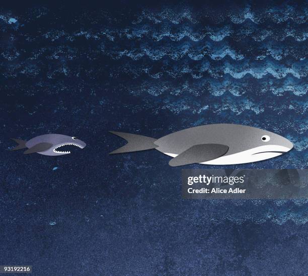 Fish Chasing Shark Photos and Premium High Res Pictures - Getty Images