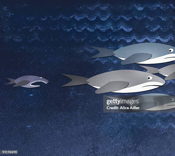 Fish Chasing Fish Chasing Shark Photos and Premium High Res Pictures - Getty Images