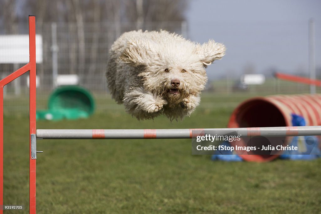 A Portuguese Waterdog jumping over a hurdle