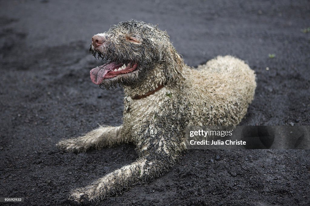 A muddy dog