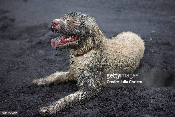 a muddy dog - portuguese water dog stock pictures, royalty-free photos & images