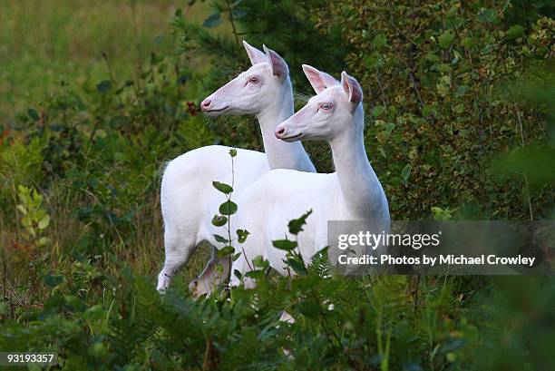 two whitetail deer  - albino animals stock pictures, royalty-free photos & images