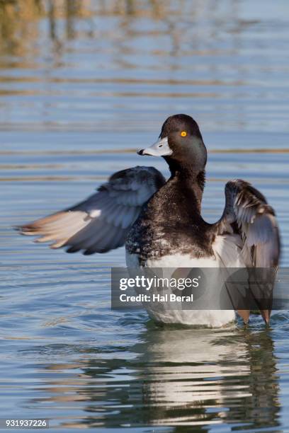 lesser scaup duck male wing flapping - コスズガモ ストックフォトと画像