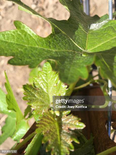 cabernet sauvignon grape leaves and vine - cabernet sauvignon traube stock-fotos und bilder