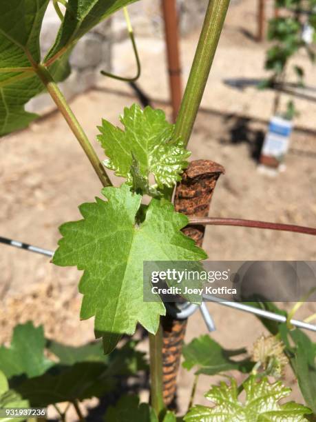 cabernet sauvignon grape leaves and vines - cabernet sauvignon grape stock-fotos und bilder