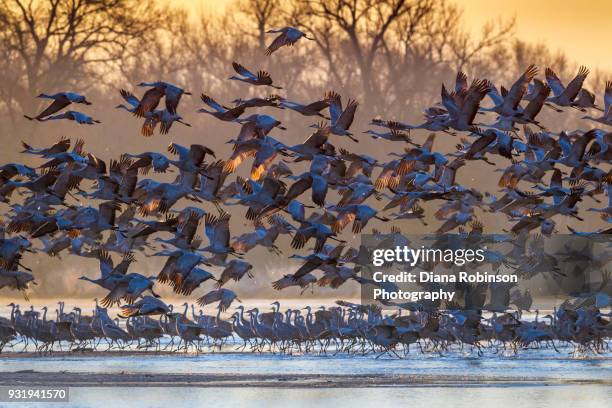 sandhill cranes taking flight at sunrise, platte river near kearney, nebraska - kearney-nebraska photos et images de collection