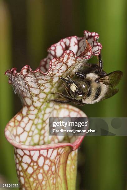 Moon Bugs Photos and Premium High Res Pictures - Getty Images
