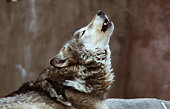Wolves howl