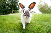 Cute Easter Bunny with Big Ears Outdoors