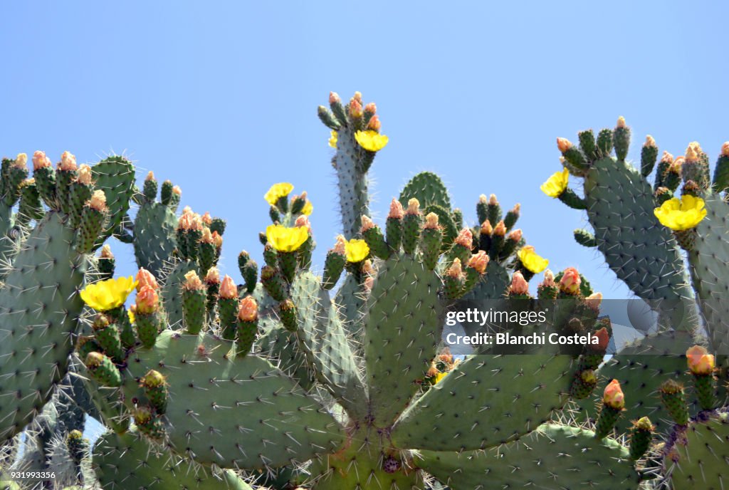 Cactus in bloom in nature