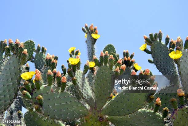 cactus in bloom in nature - kaktus bildbanksfoton och bilder