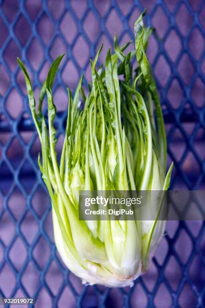 green leaf vegetable - puntarelle - daigo ibaraki stock pictures, royalty-free photos & images