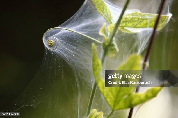 close up of spider web on vine coil - katsouras stock-fotos und bilder