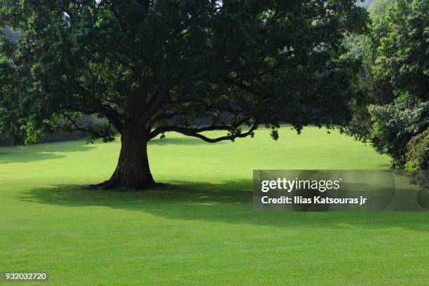 tree in the middle of green field - katsouras stock-fotos und bilder