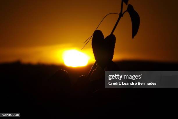 sunset silhouetes - leandro bermudes stock pictures, royalty-free photos & images