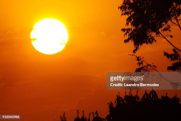 full frame of a sunset sun beside silhouettes of the trees. - leandro bermudes stock pictures, royalty-free photos & images