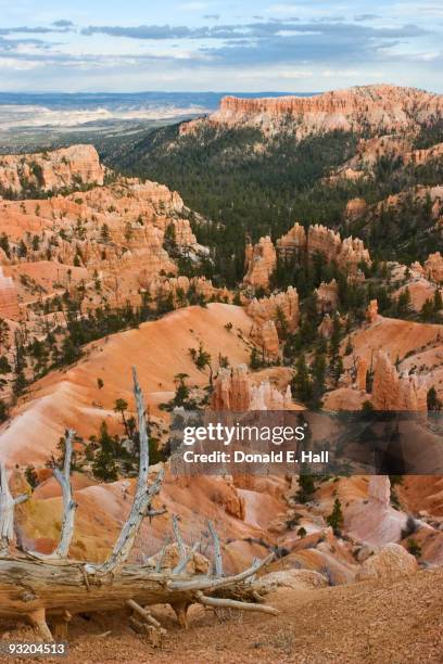 bryce canyon fallen snag - chicot arbre photos et images de collection