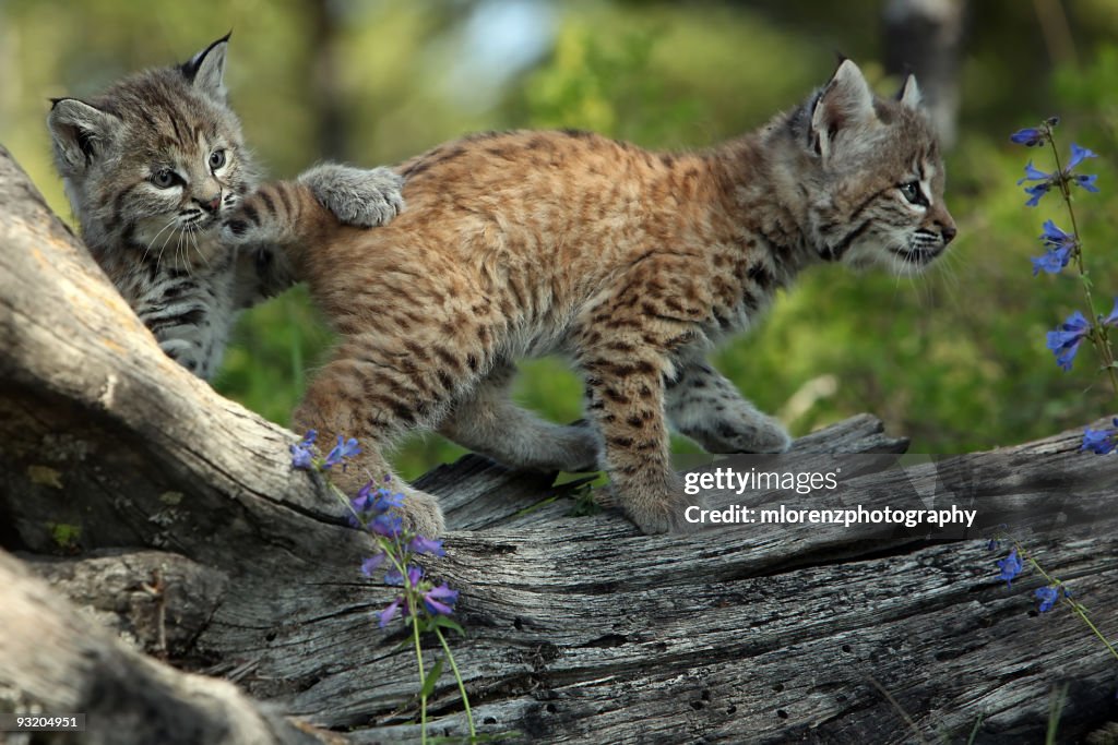 Playful Bobcat Kittens