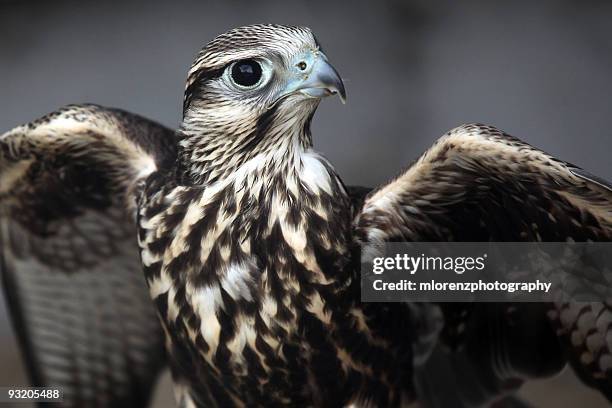 saker falcon  - saker falcon falco cherrug stock pictures, royalty-free photos & images