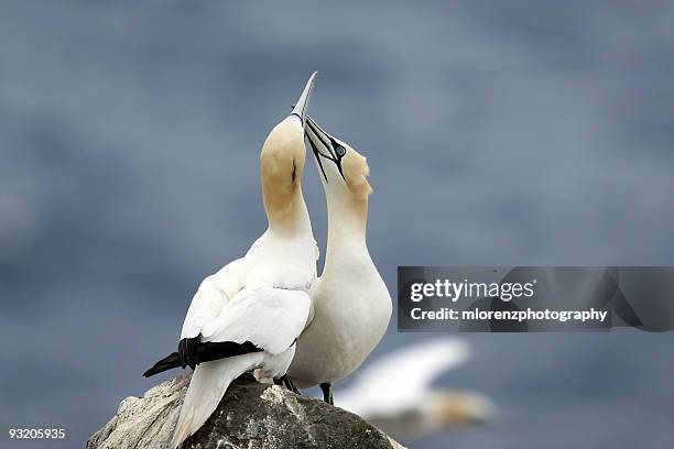northern gannets - necking stock pictures, royalty-free photos & images