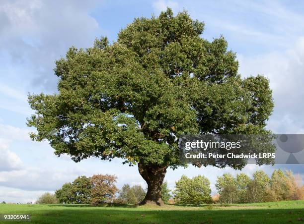 mighty oak - oak tree stock pictures, royalty-free photos & images