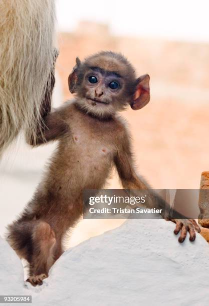 360 Animals With Big Ears Photos and Premium High Res Pictures - Getty Images 360 Animals With Big Ears Photos and Premium High Res Pictures - Getty Images