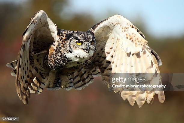 owl in flight - great horned owl stock pictures, royalty-free photos & images