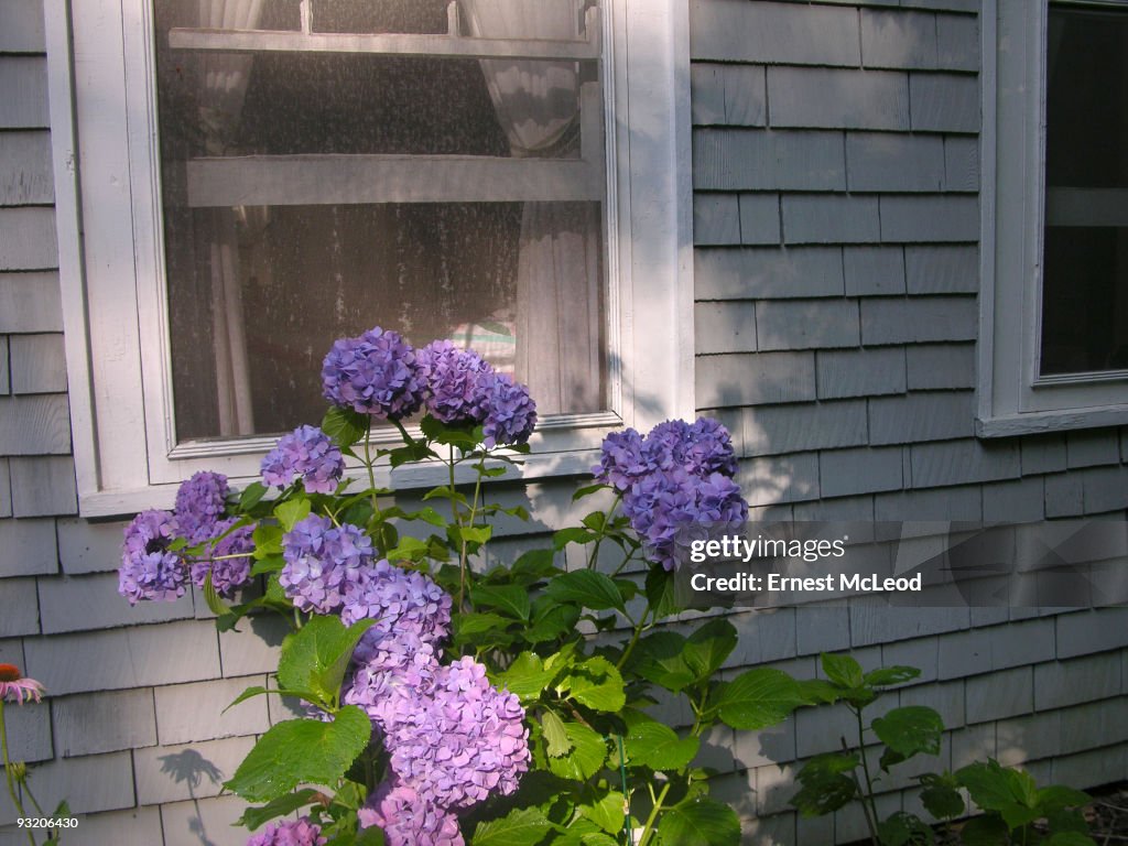 Hydrangea Windows Hydrangeas By A Cottage Window High-Res Stock Photo - Getty Images