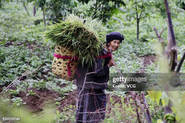 Woman of Mosuo ethnic group carries a basket of grass at Lugu Lake area on June 4, 2010 in Liangshan Yi Autonomous Prefecture, Sichuan Province of...