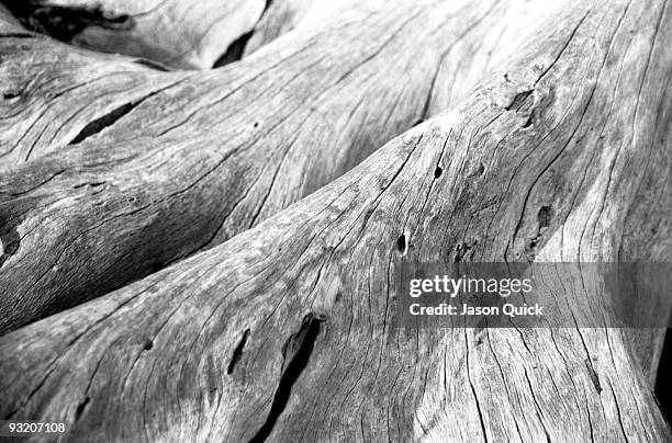 driftwood, jekyll island, georgia - bois flotté photos et images de collection