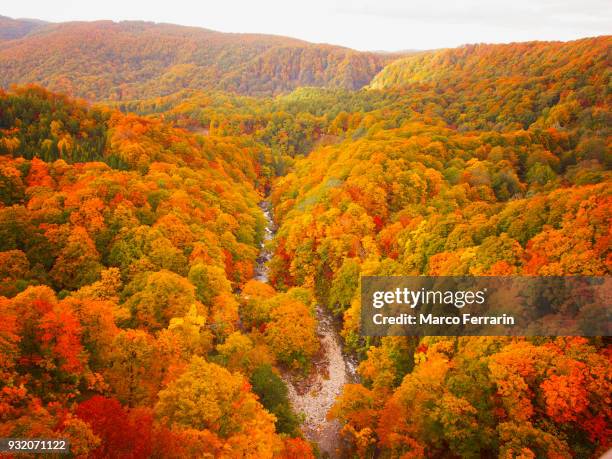 autumnal leaves of beech and maple, aerial view of national park in northern japan - 紅葉 ストックフォトと画像