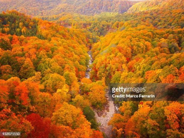 autumnal leaves of beech and maple, aerial view of national park in northern japan - árvore de folha caduca imagens e fotografias de stock