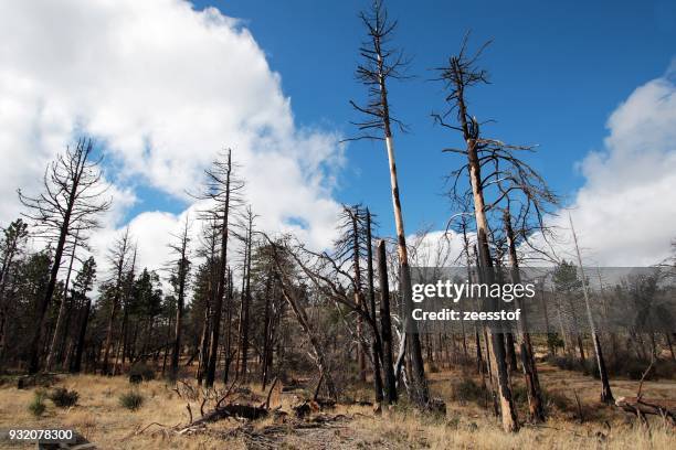 slowly recovering - wanderweg pacific crest trail stock-fotos und bilder