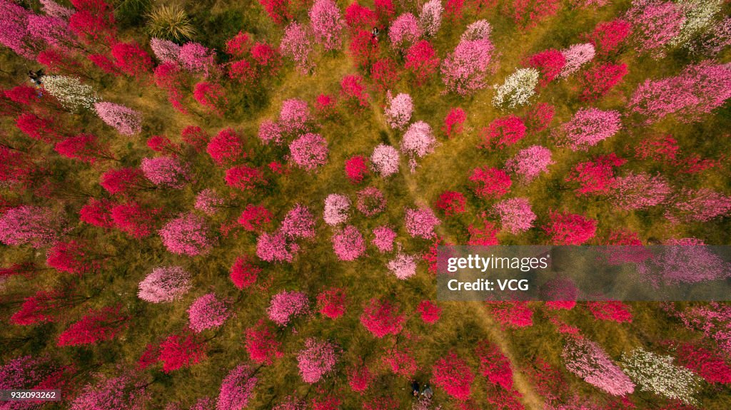 Peach Blossoms In Deyang