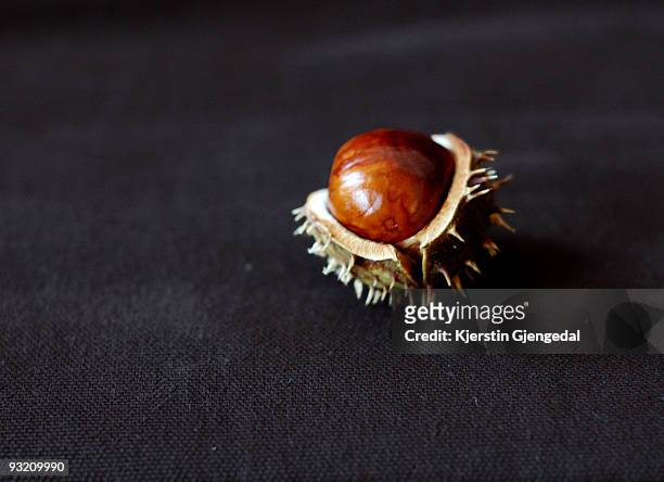horse chestnut in its shell - horse chestnut photos et images de collection