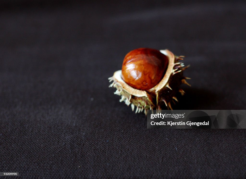 Horse chestnut in its shell