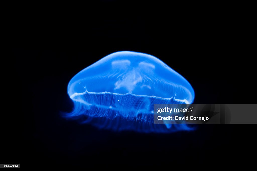 Jellyfish