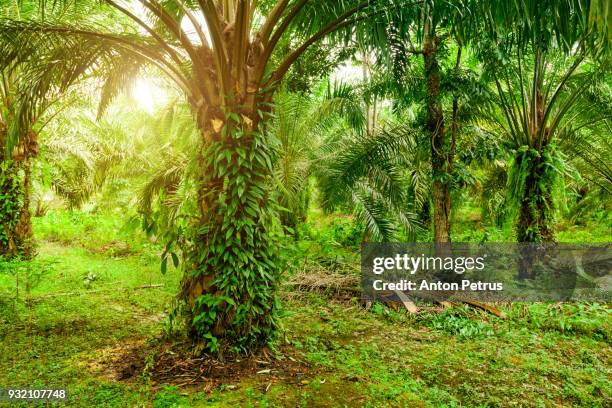 plantation of palm oil. sumatra, indonesia - sumatra indonesia stock-fotos und bilder