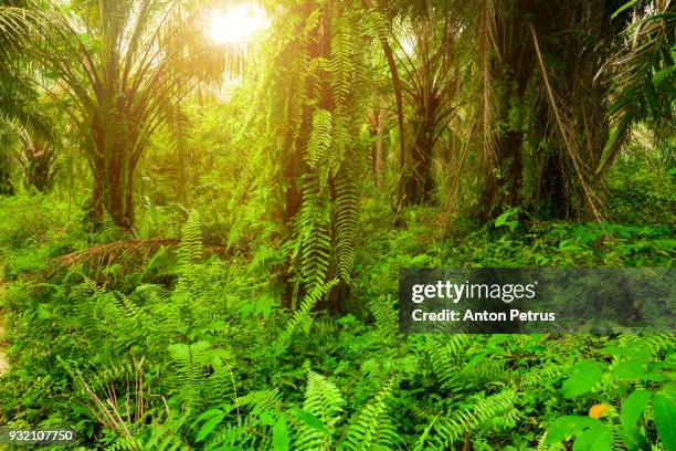 plantation of palm oil. sumatra, indonesia - gunung leuser national park foto e immagini stock