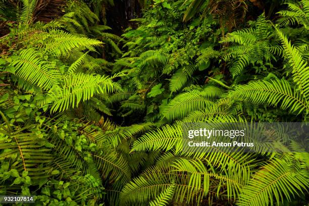 green fern in the jungle - farn stock-fotos und bilder