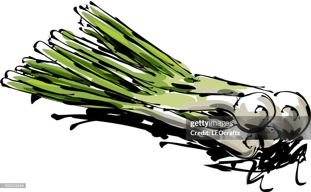 Spring Onion Drawing High-Res Vector Graphic - Getty Images
