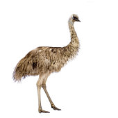 Emu bird against white background